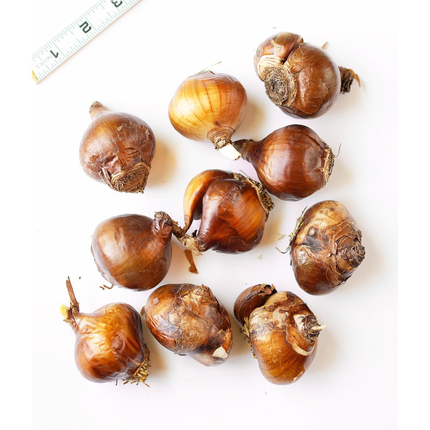 Ziva Paperwhites - 10 bulbs