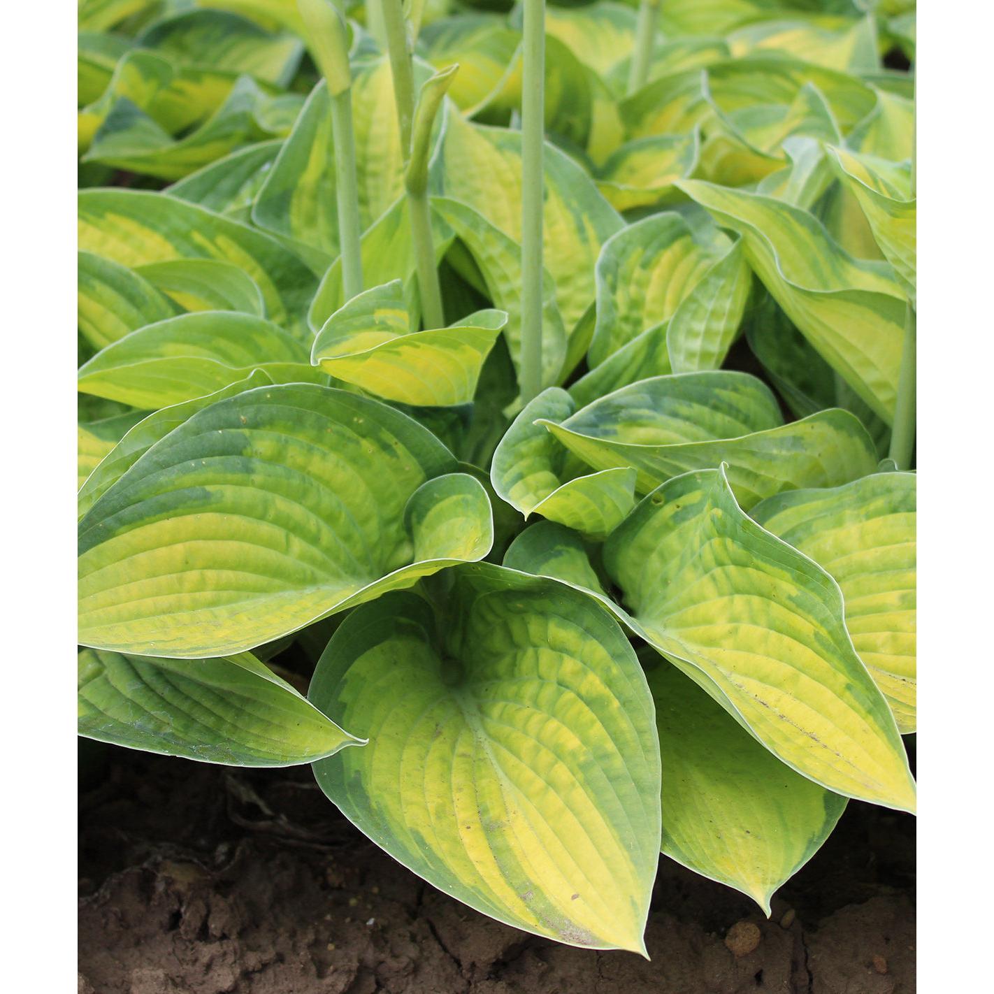 Paradigm Large Leaved Hosta - 3 root divisions