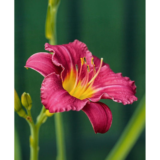 Pardon Me Reblooming Daylily - Single Root Division