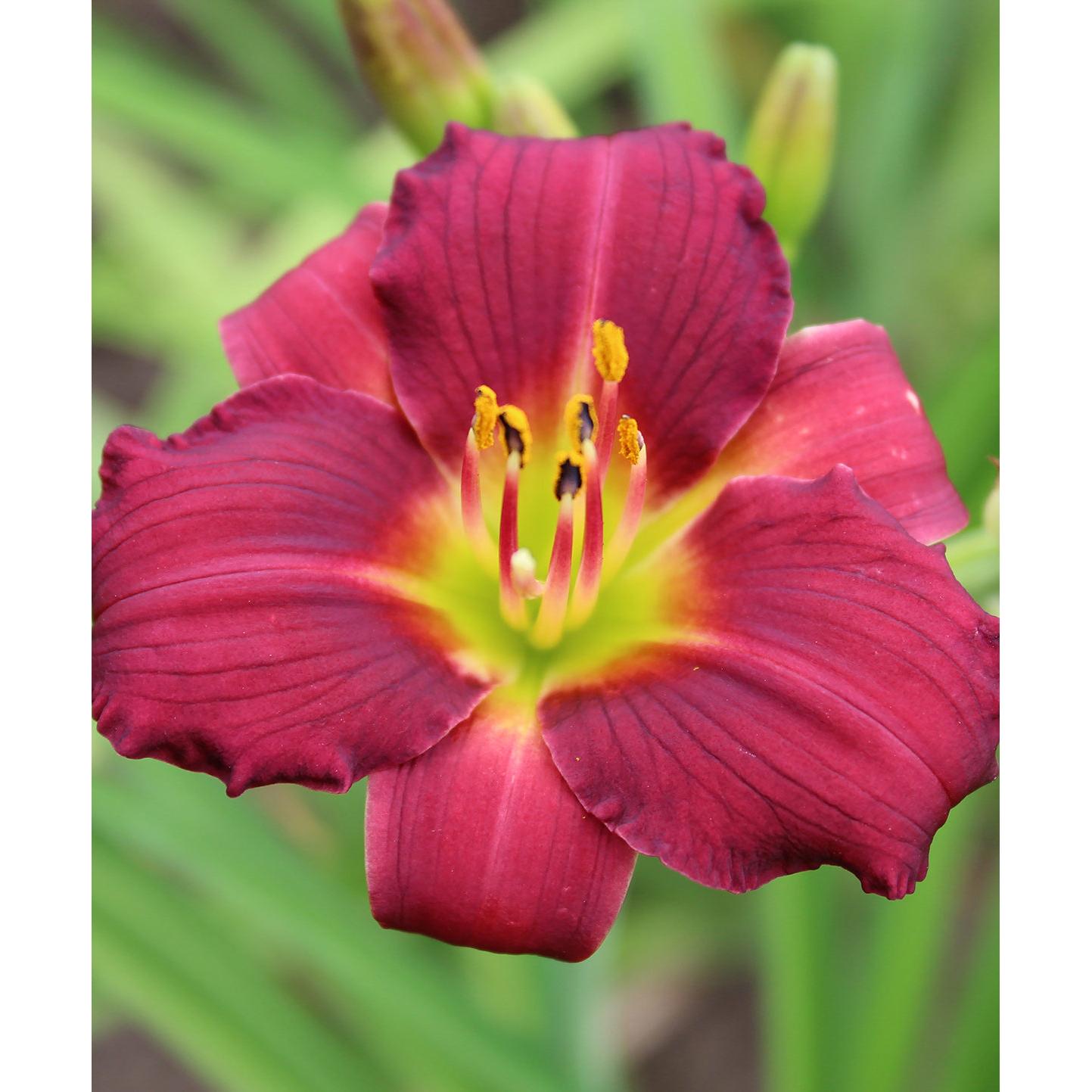 Pardon Me Reblooming Daylily - Single Root Division