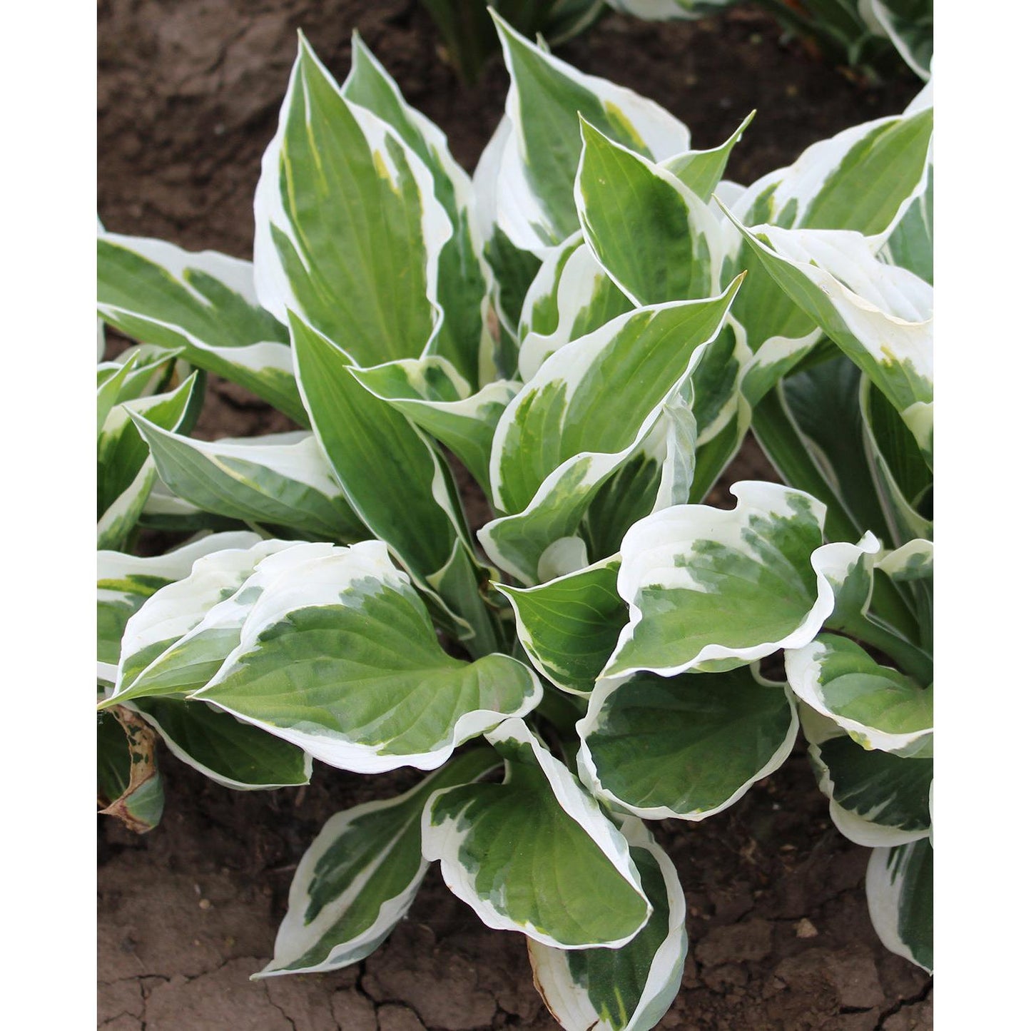 Patriot Hosta - 3 root divisions