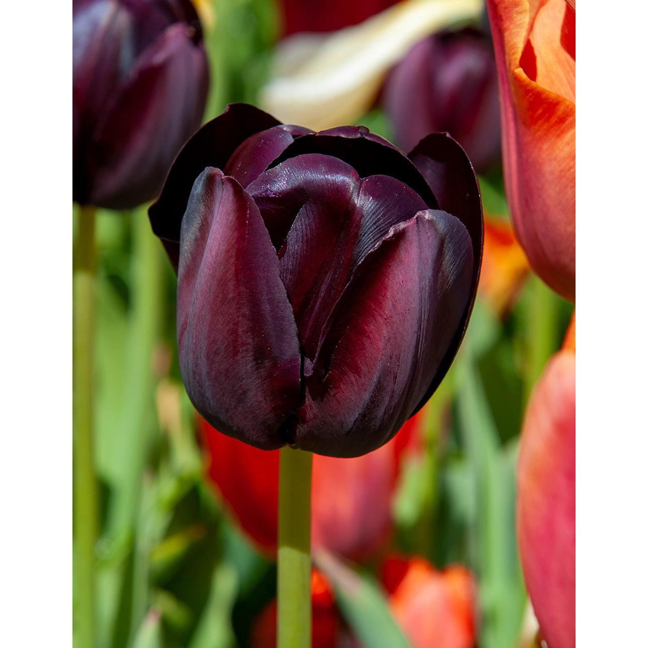 Paul Scherer Triumph Tulip - 10 bulbs