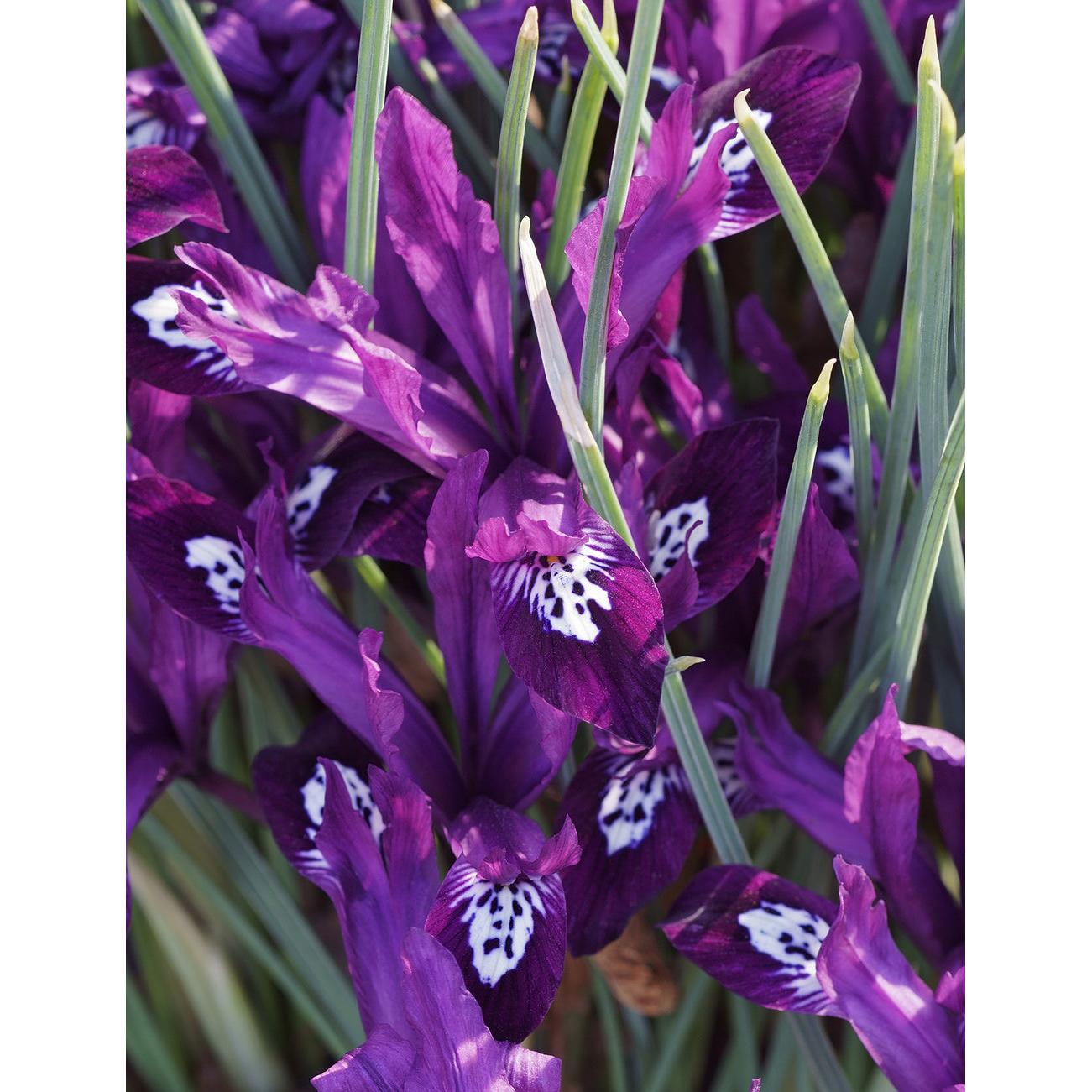 Pauline Dwarf Iris reticulata - 10 bulbs