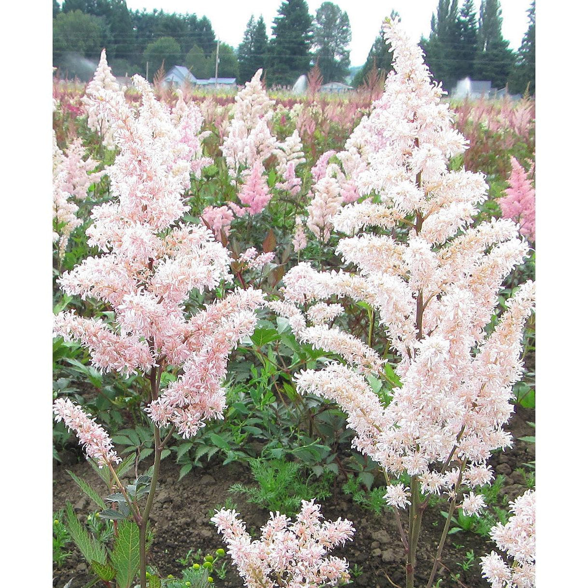 Peach Blossom Astilbe - 3 root divisions