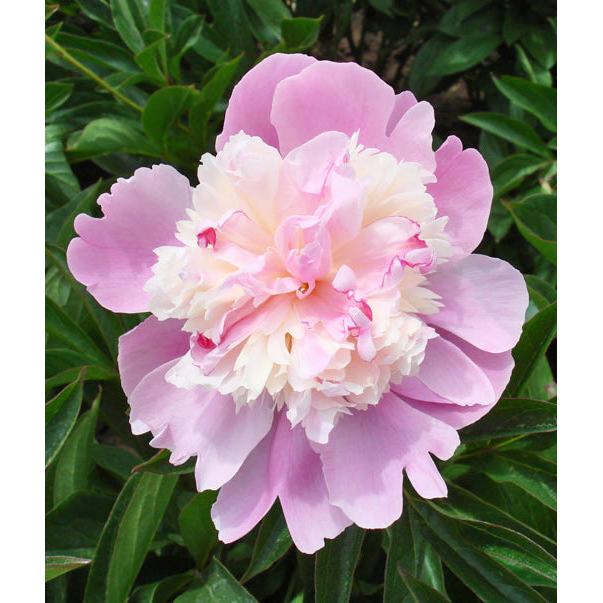 Emily Debatene Peony - 1 root division