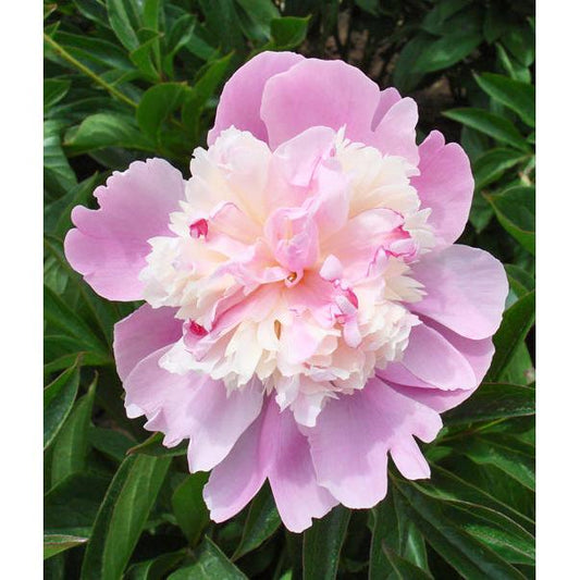 Emily Debatene Peony - 1 root division