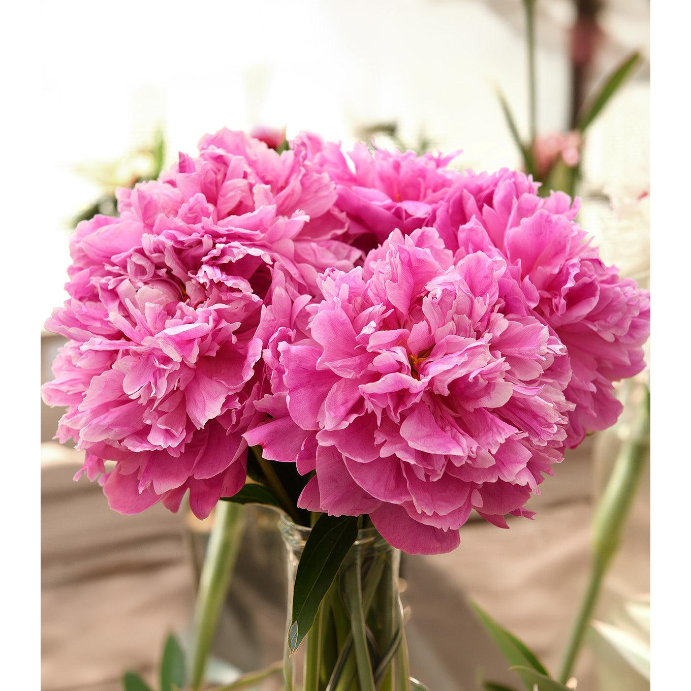 Dr. Alex Fleming Peony - 1 root division