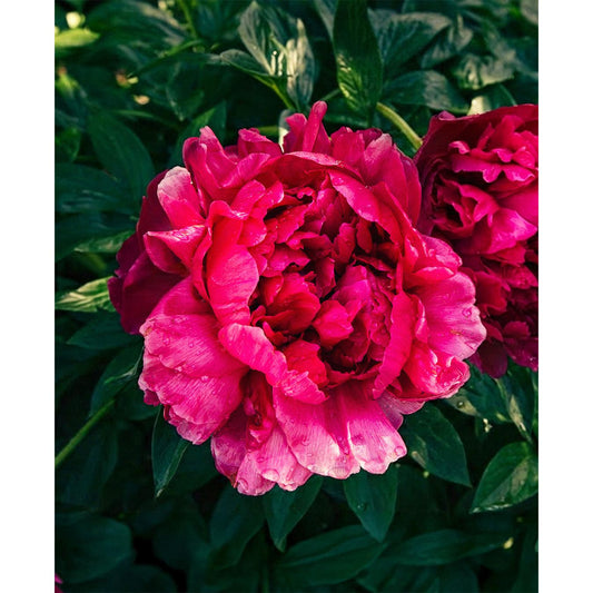 Big Ben Peony - 1 root division