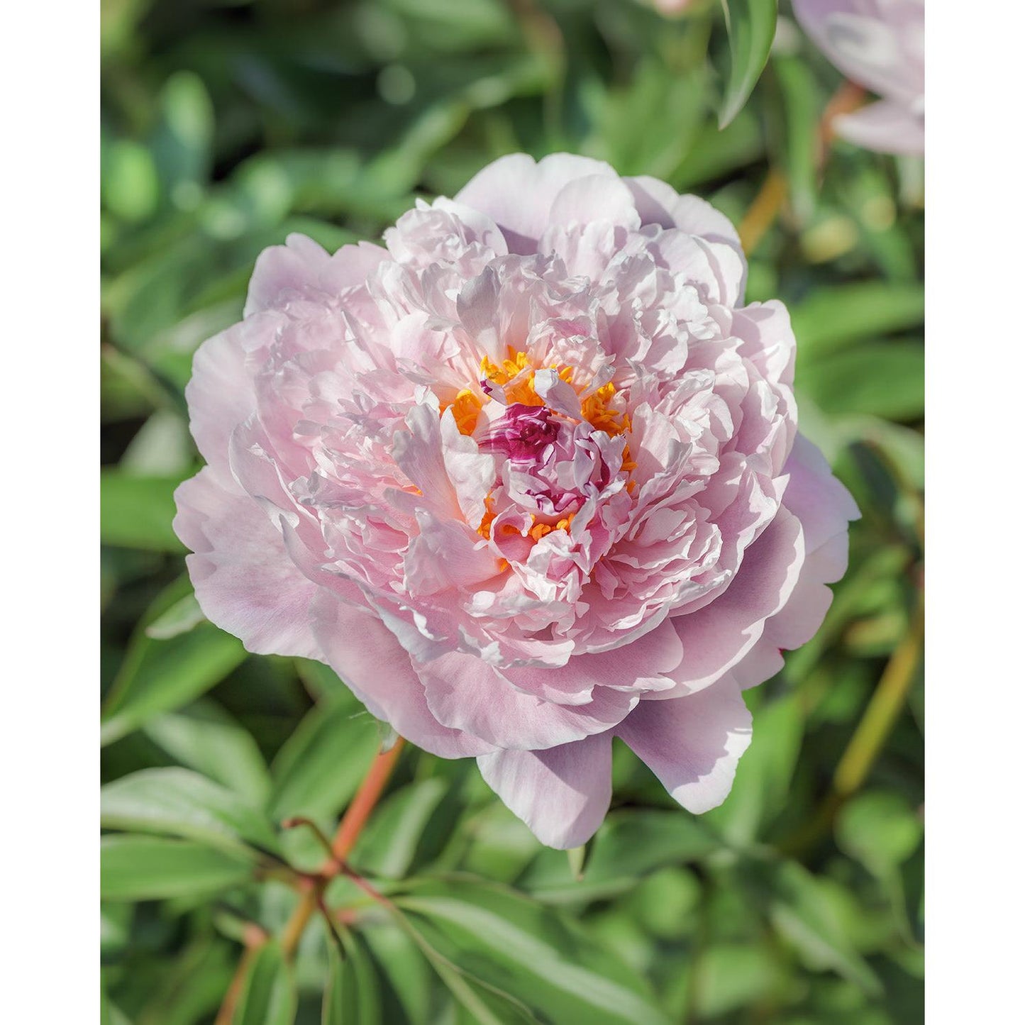 Blush Queen Peony - 1 root division
