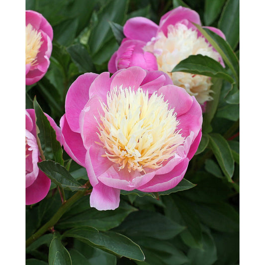Bowl of Beauty Peony - 1 root division
