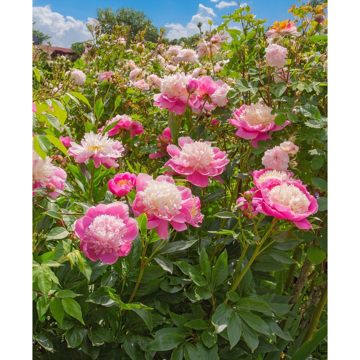 Bowl of Beauty Peony - 1 root division