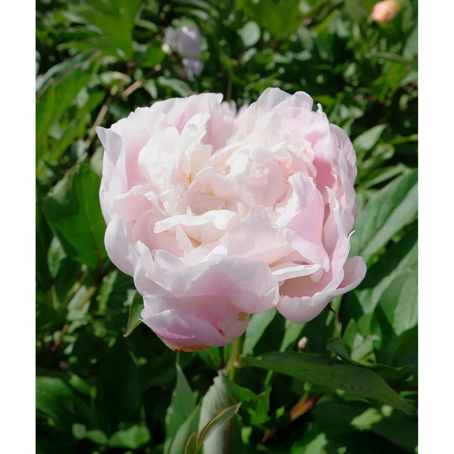 Catherina Fonteyn Peony - 1 root division