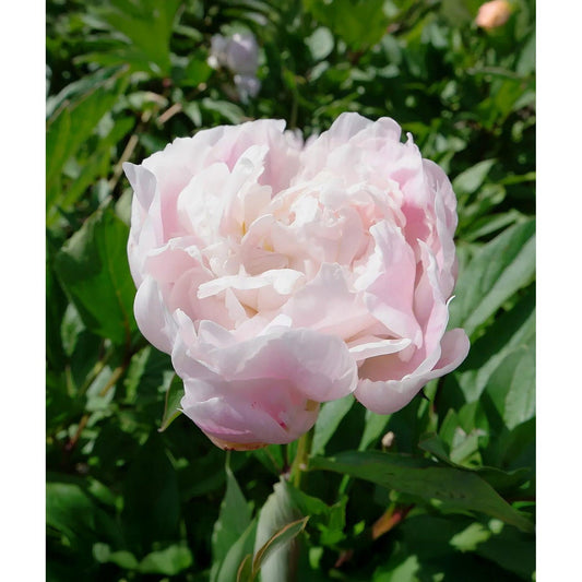 Catherina Fonteyn Peony - 1 root division