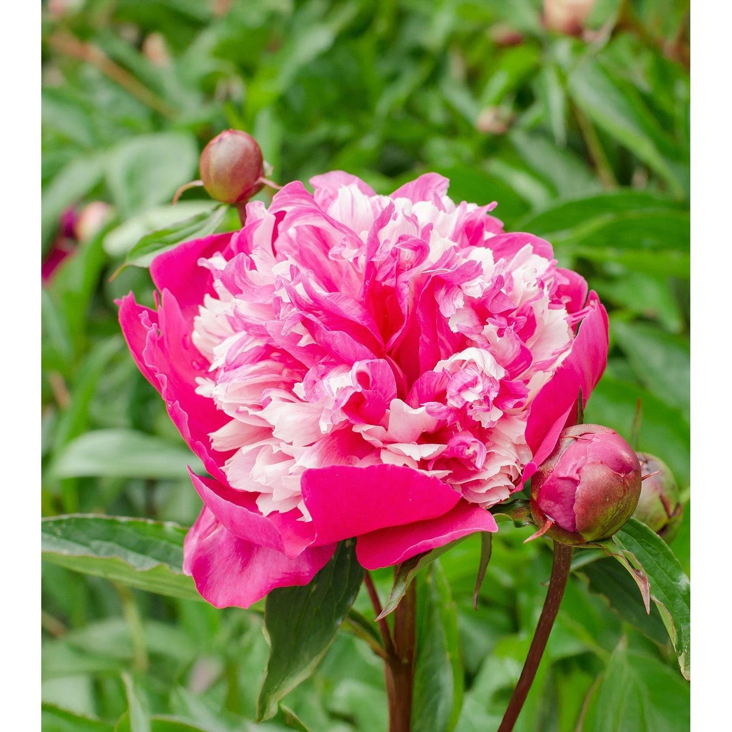 Celebrity Peony - 1 root division