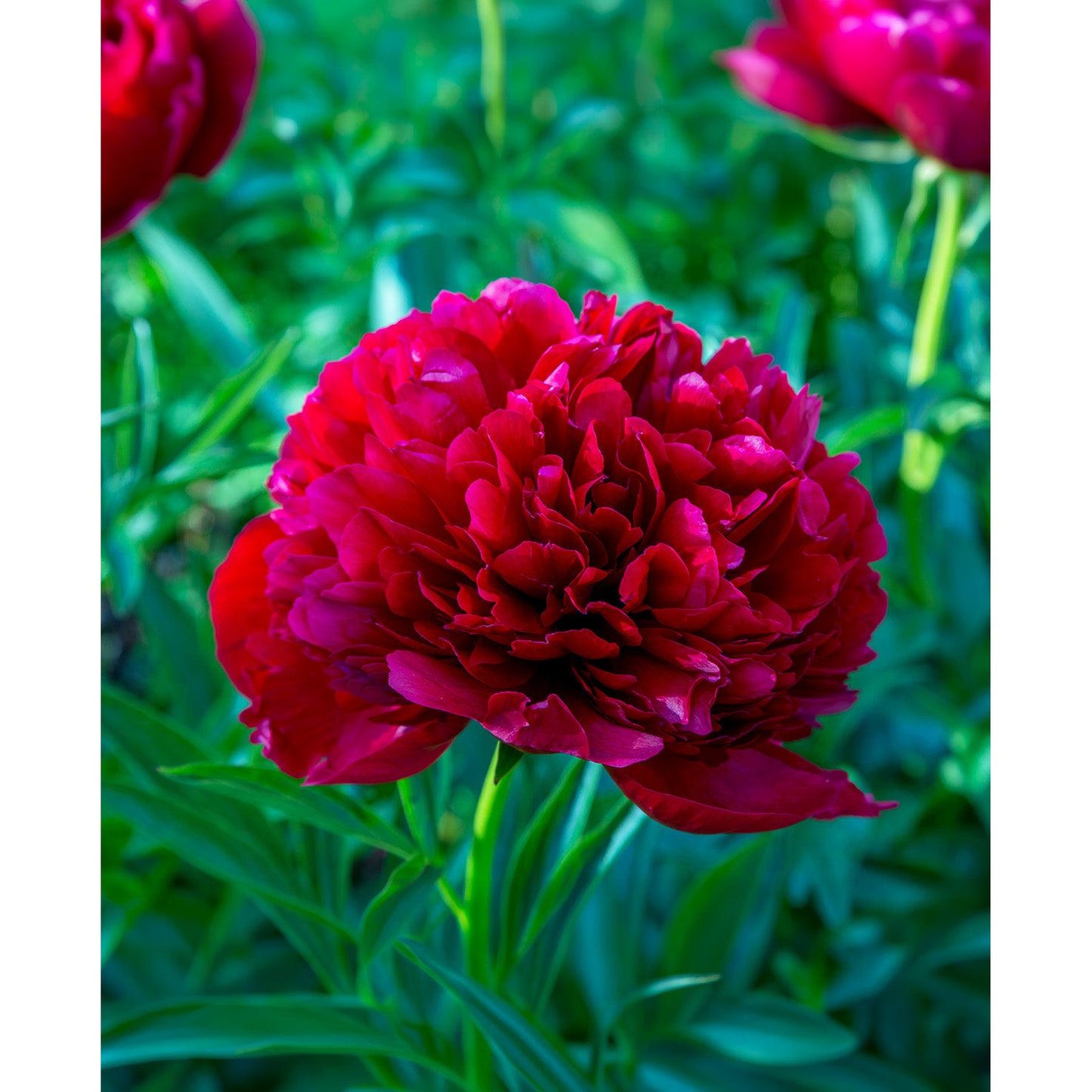 Command Performance Peony - 1 root division