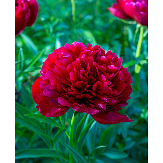 Command Performance Peony - 1 root division