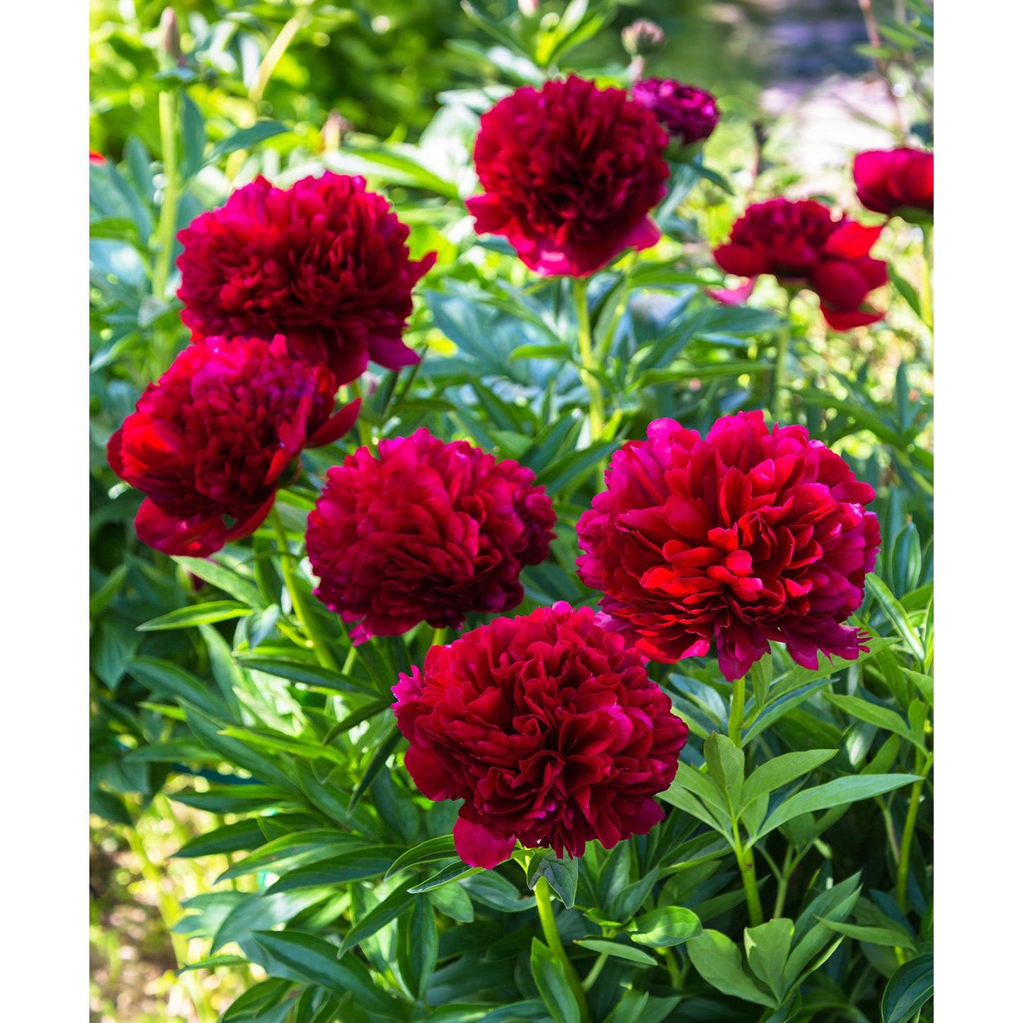 Command Performance Peony - 1 root division