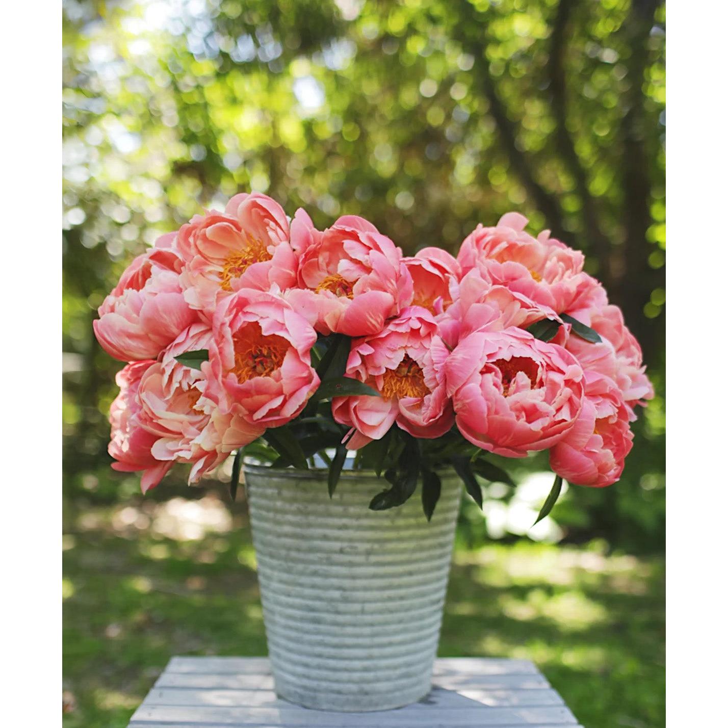 Coral Charm Peony - 1 root division