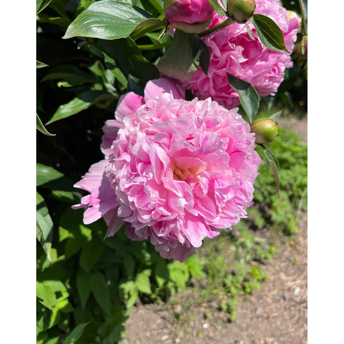 Dr. Alex Fleming Peony - 1 root division