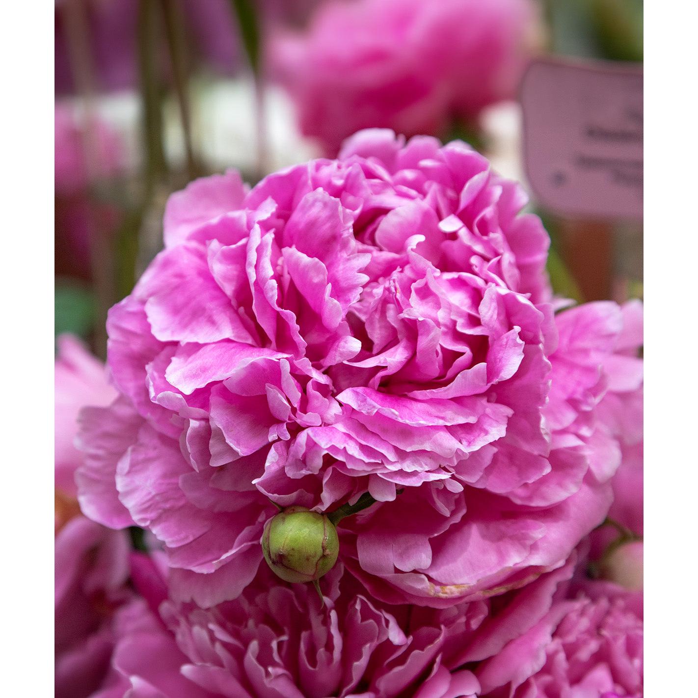 Dr. Alex Fleming Peony - 1 root division
