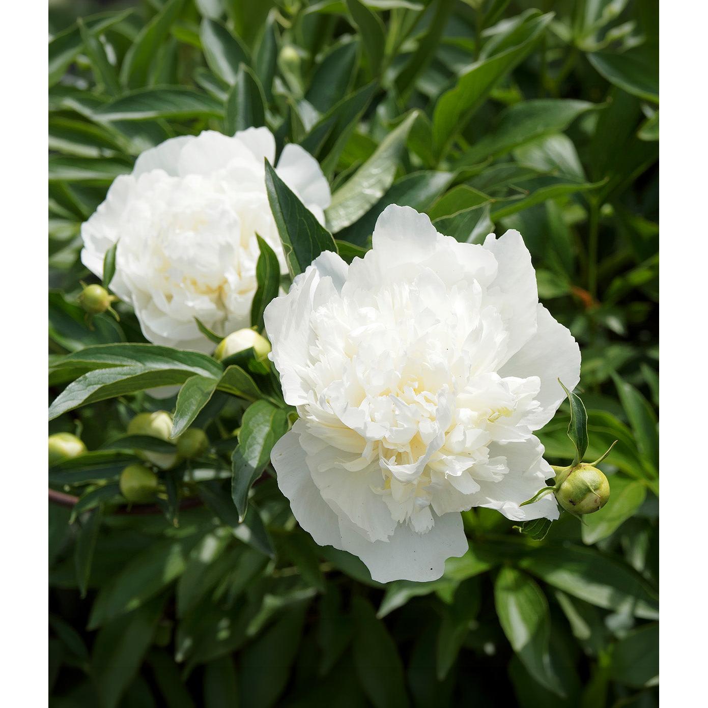 Duchess De Nemours Peony - 1 root division