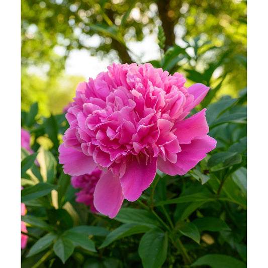 Edulis Superba Peony - 1 root division