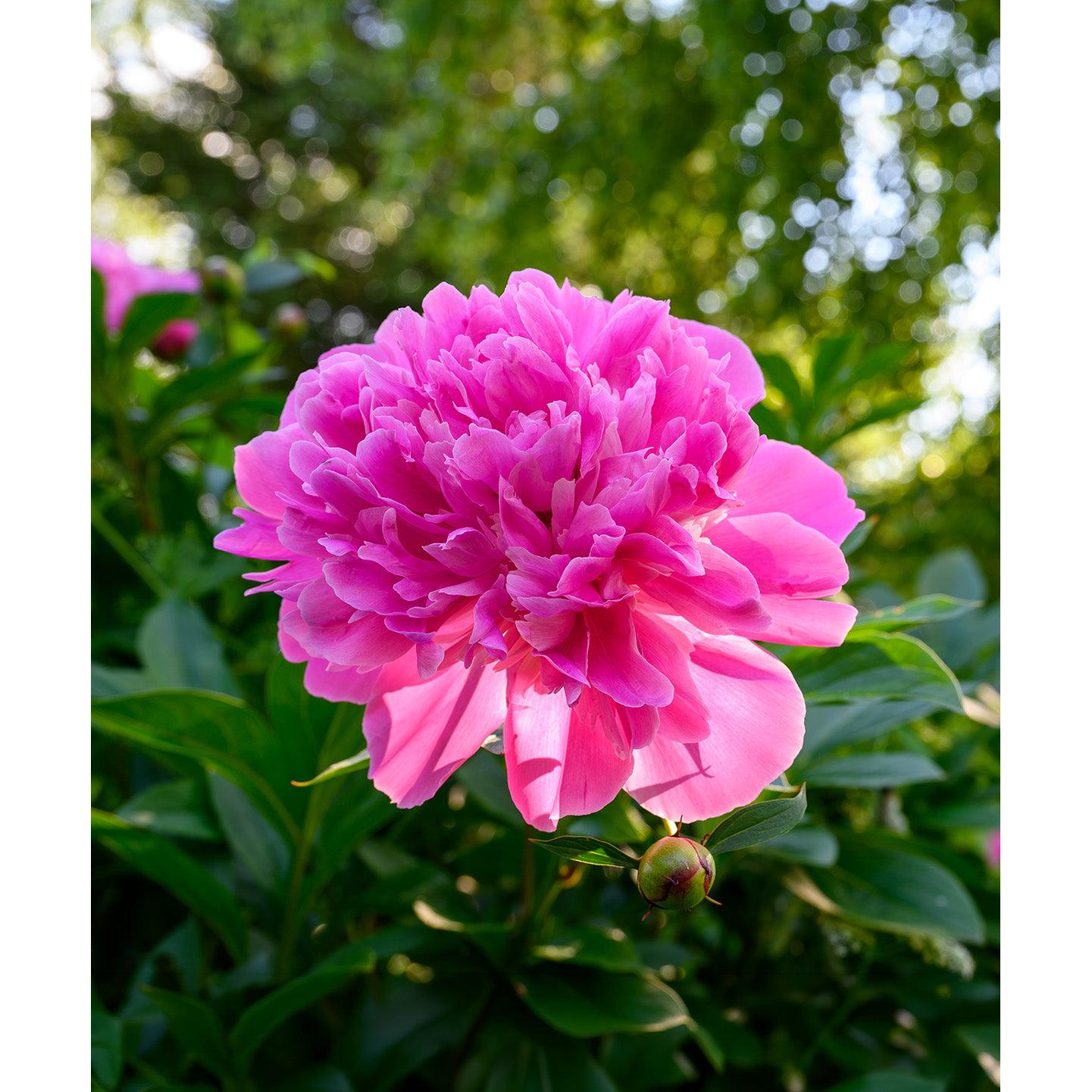 Edulis Superba Peony - 1 root division
