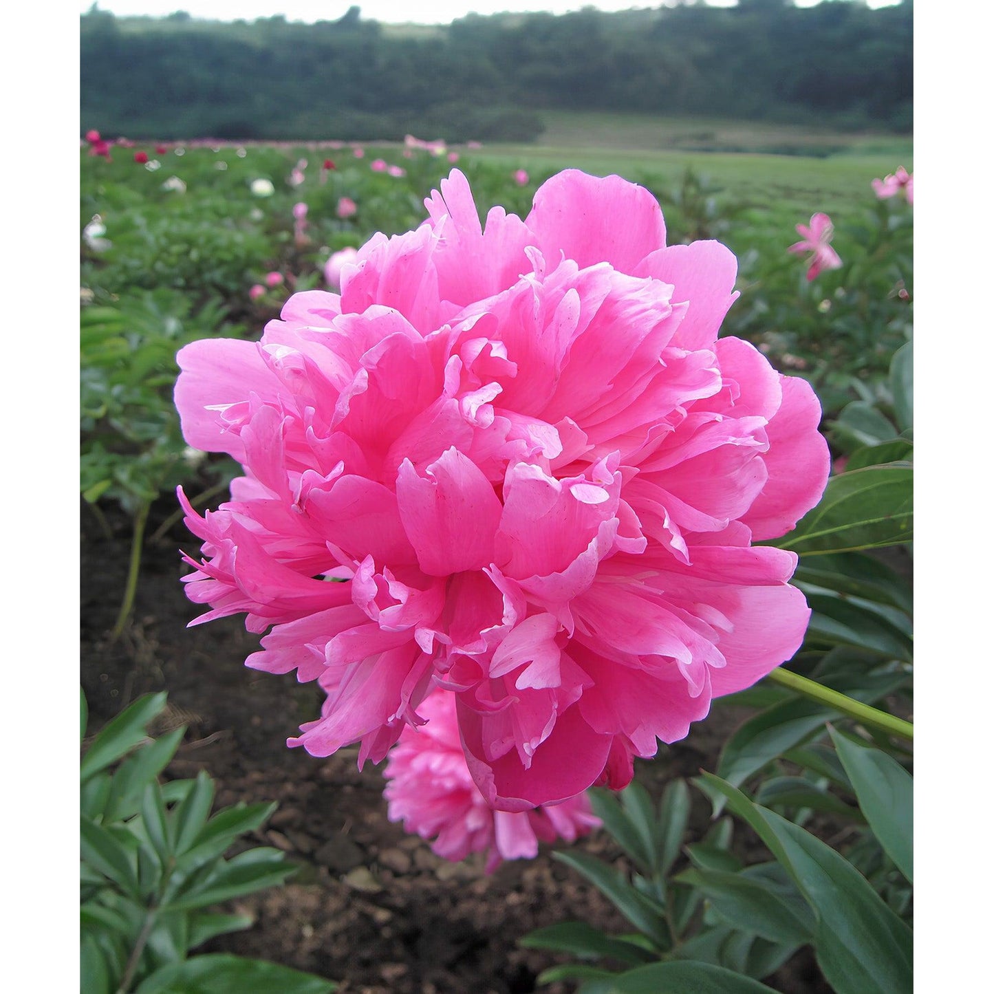 Edulis Superba Peony - 1 root division