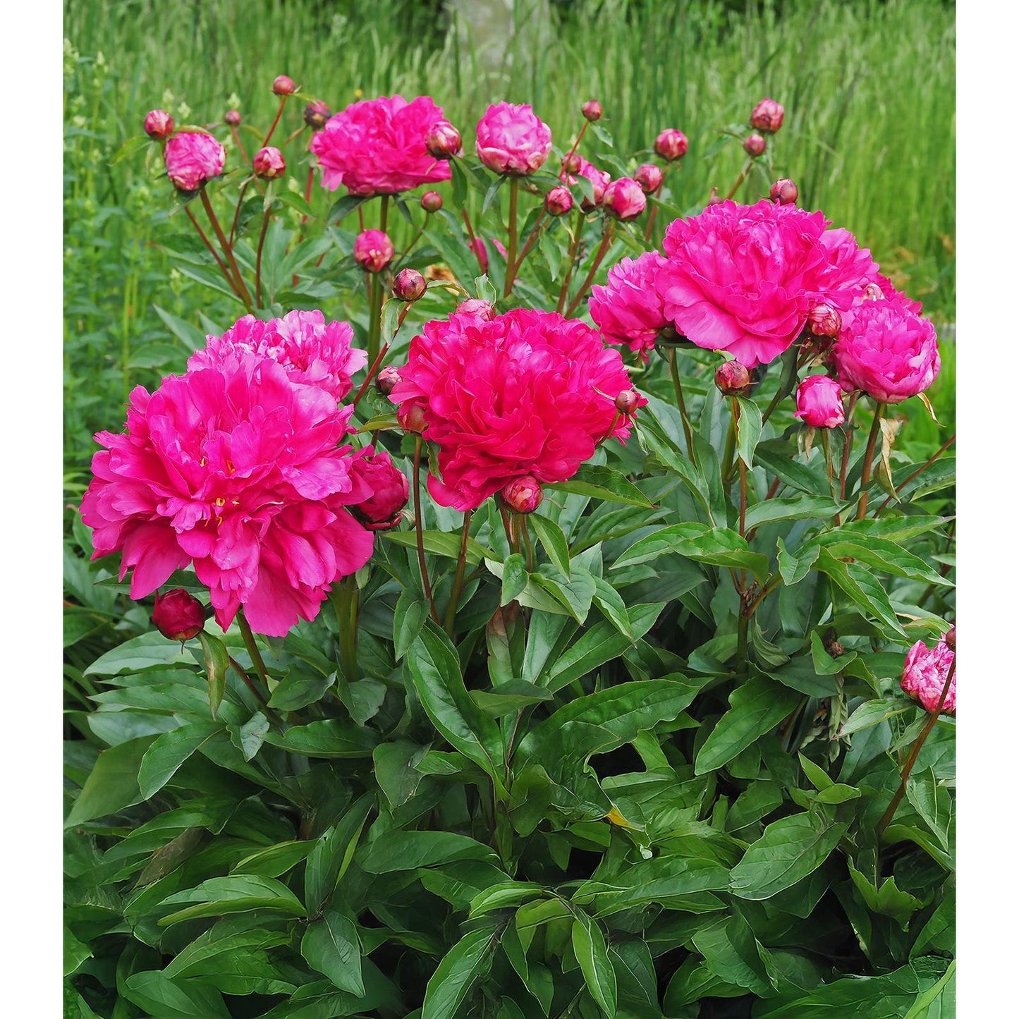 Felix Crousse Peony - 1 root division
