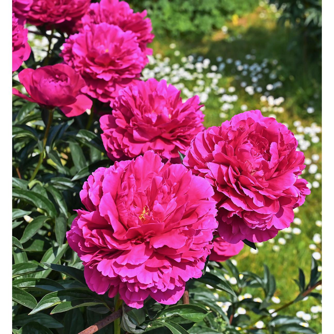 Felix Crousse Peony - 1 root division