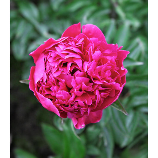 Felix Crousse Peony - 1 root division