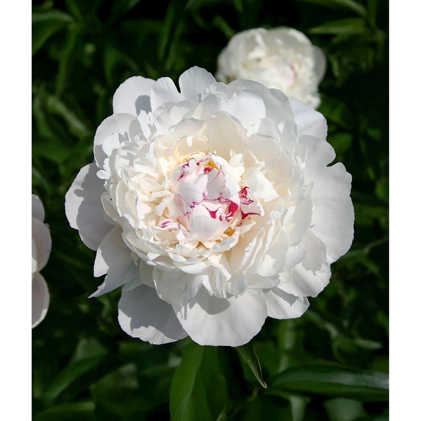 Festiva Maxima Peony - 1 root division
