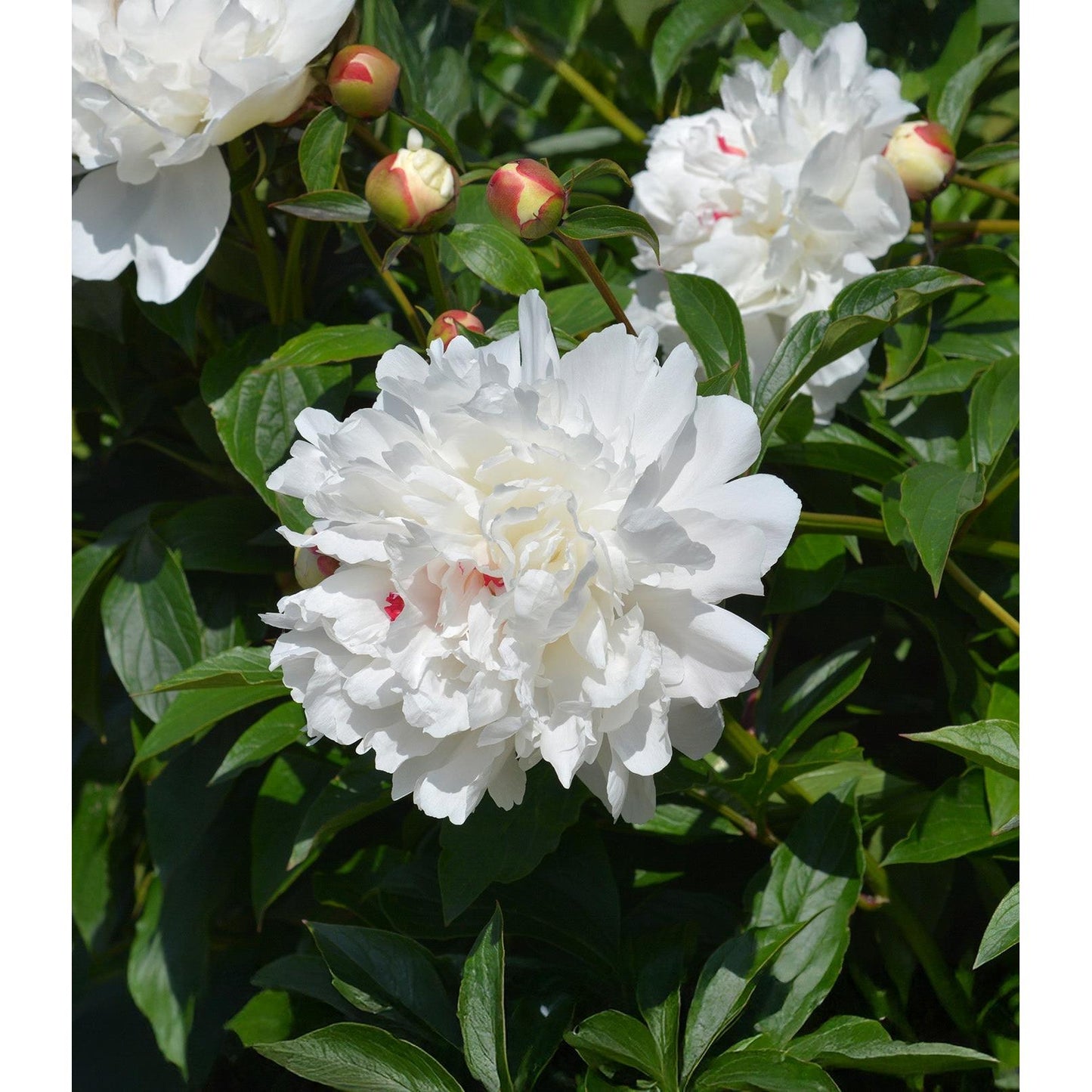 Festiva Maxima Peony - 1 root division