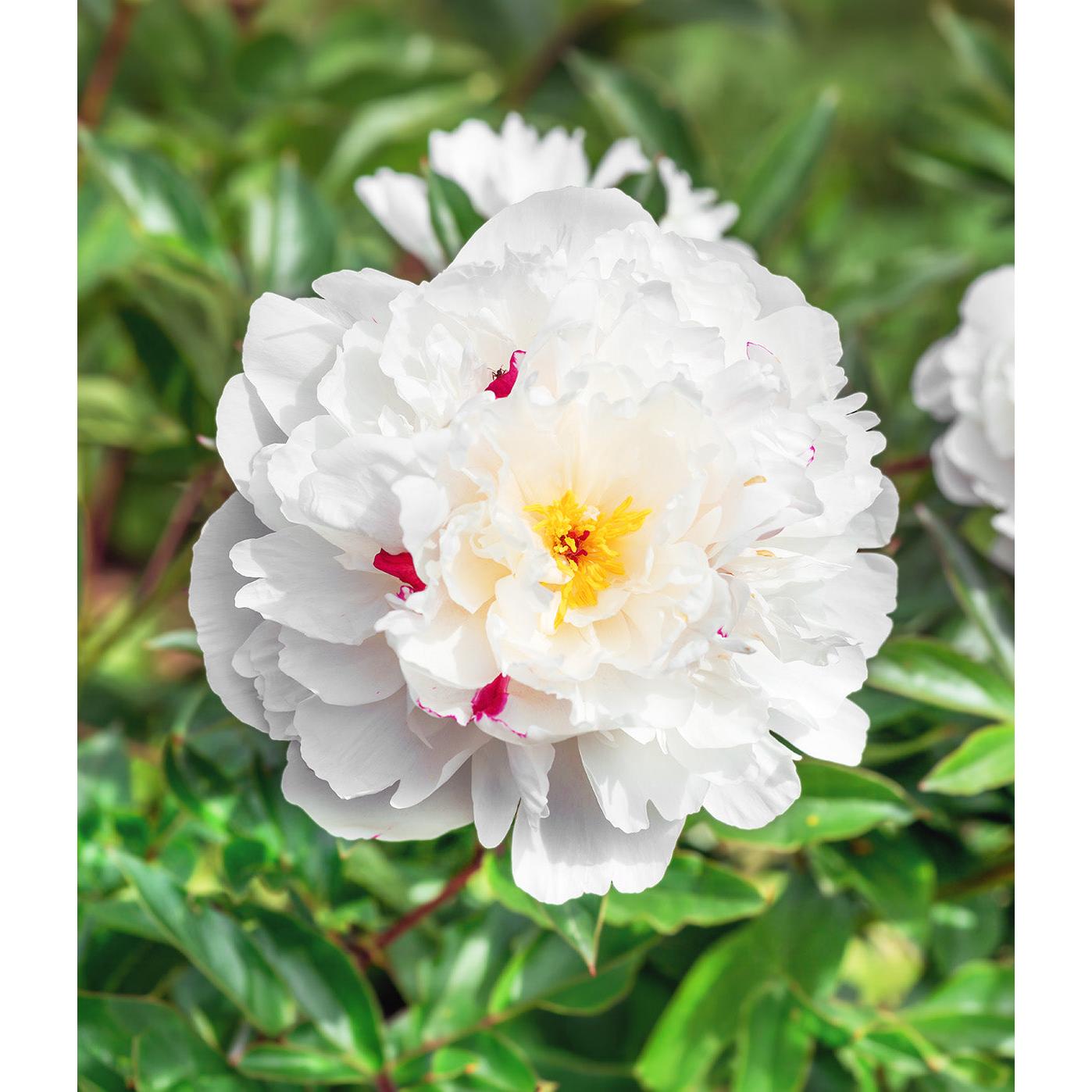 Festiva Maxima Peony - 1 root division