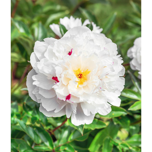 Festiva Maxima Peony - 1 root division