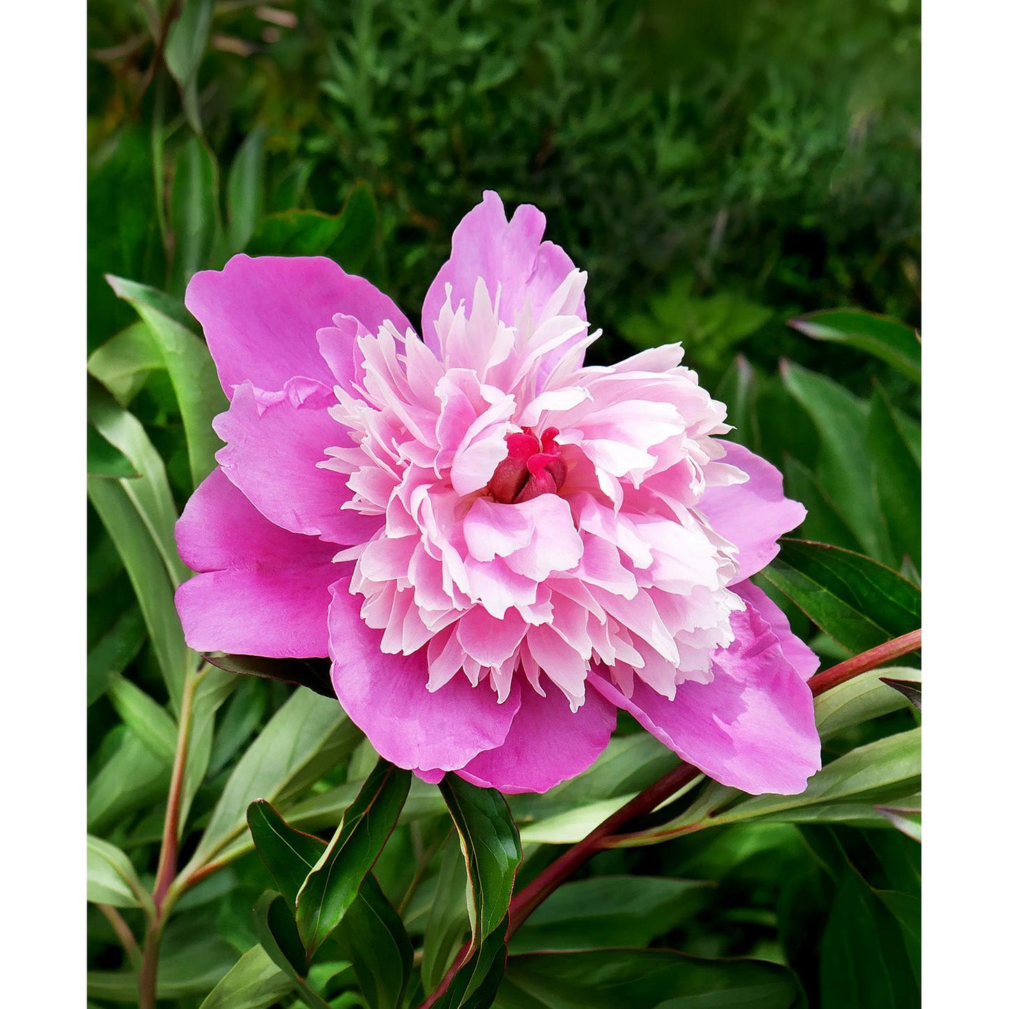 Gay Paree Peony - 1 root division