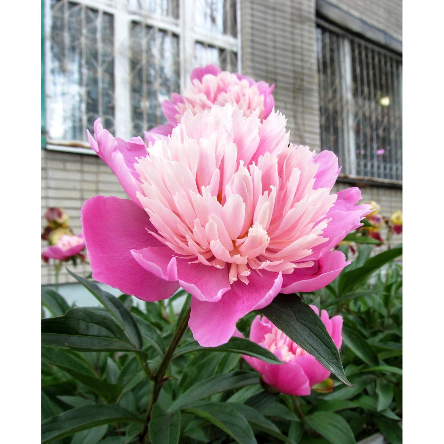 Gay Paree Peony - 1 root division
