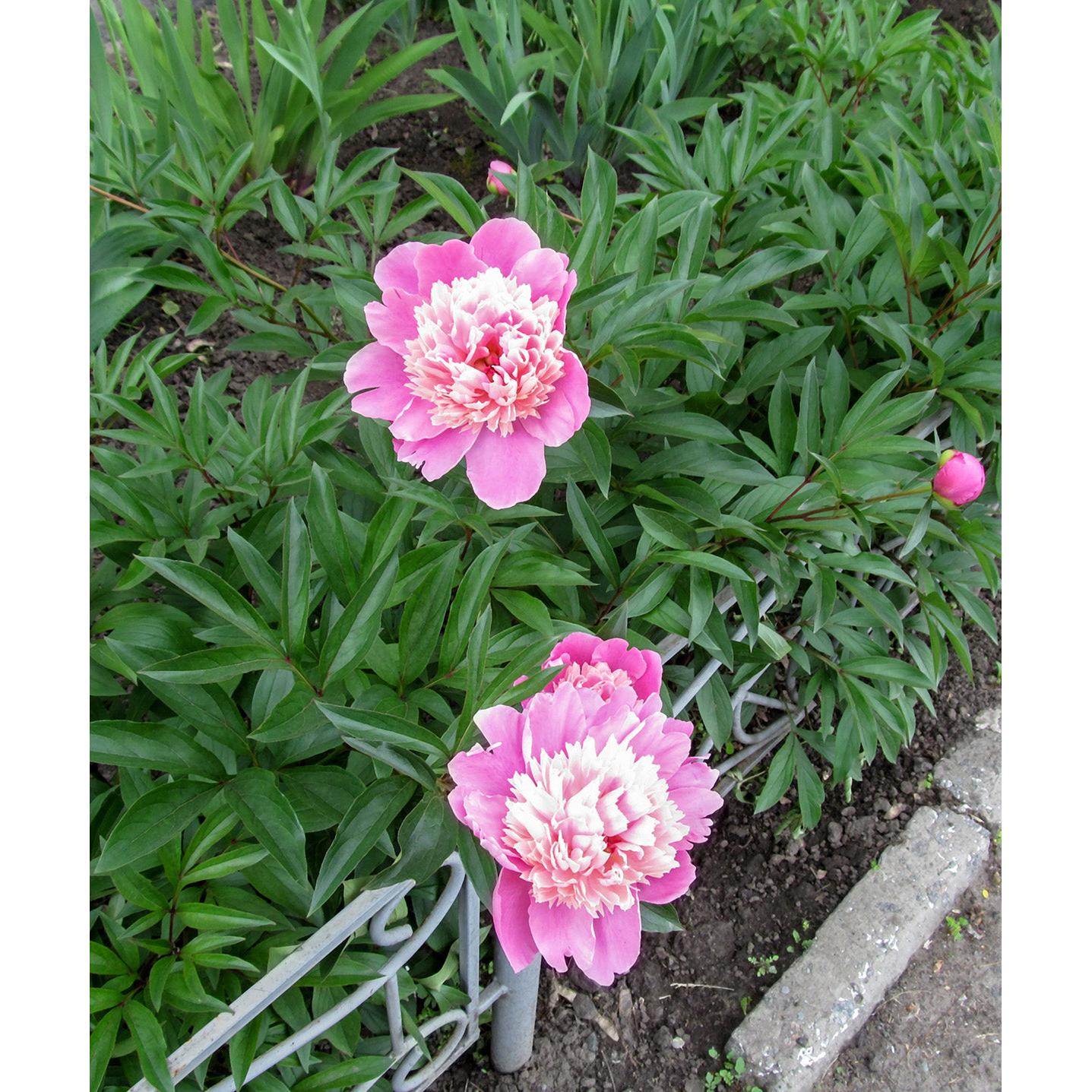 Gay Paree Peony - 1 root division