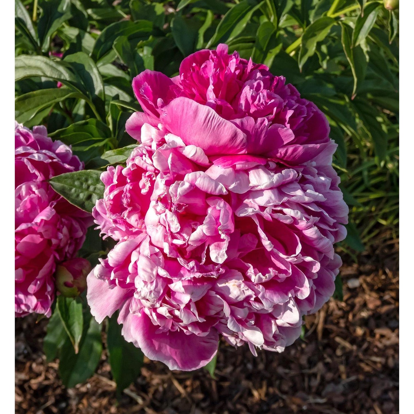 General McMahon Peony - 1 root division