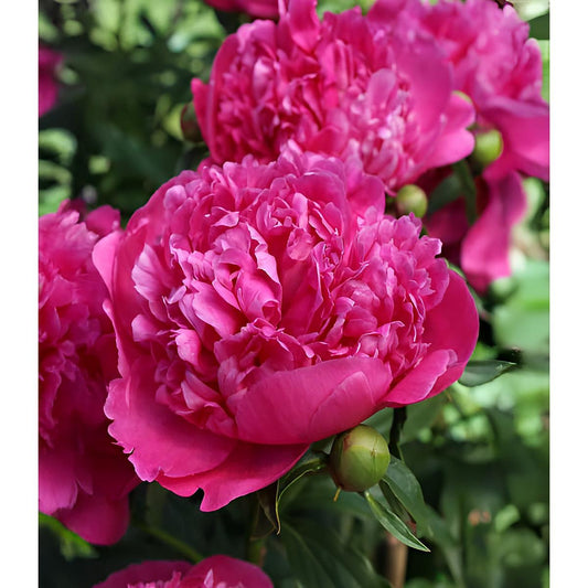 General McMahon Peony - 1 root division