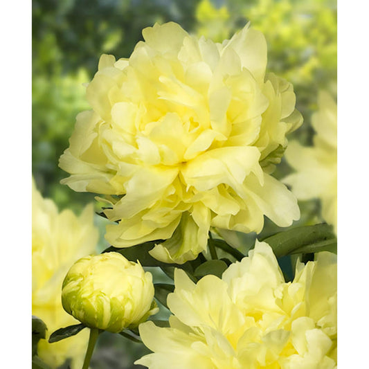 Goldmine Peony - 1 root division