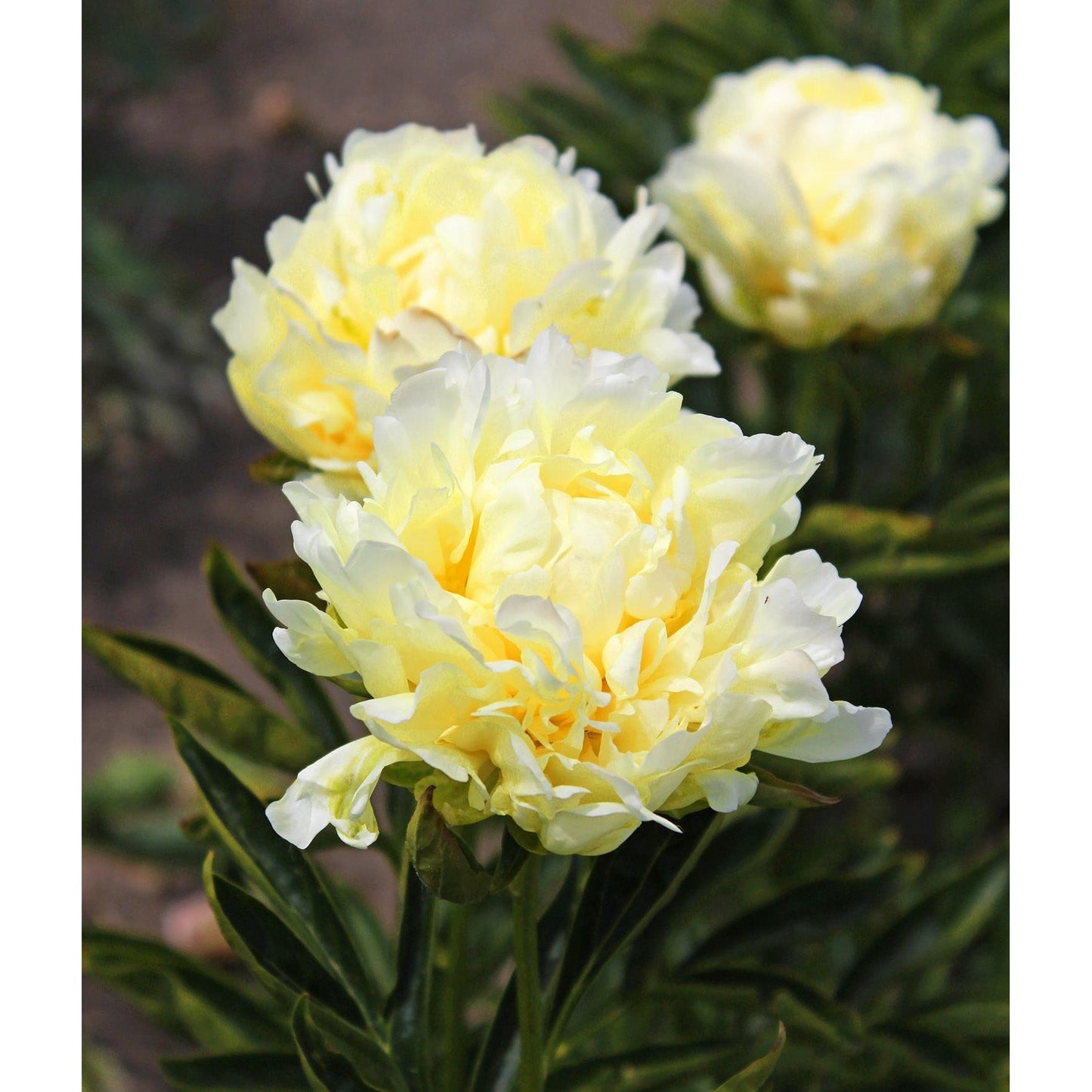 Goldmine Peony - 1 root division