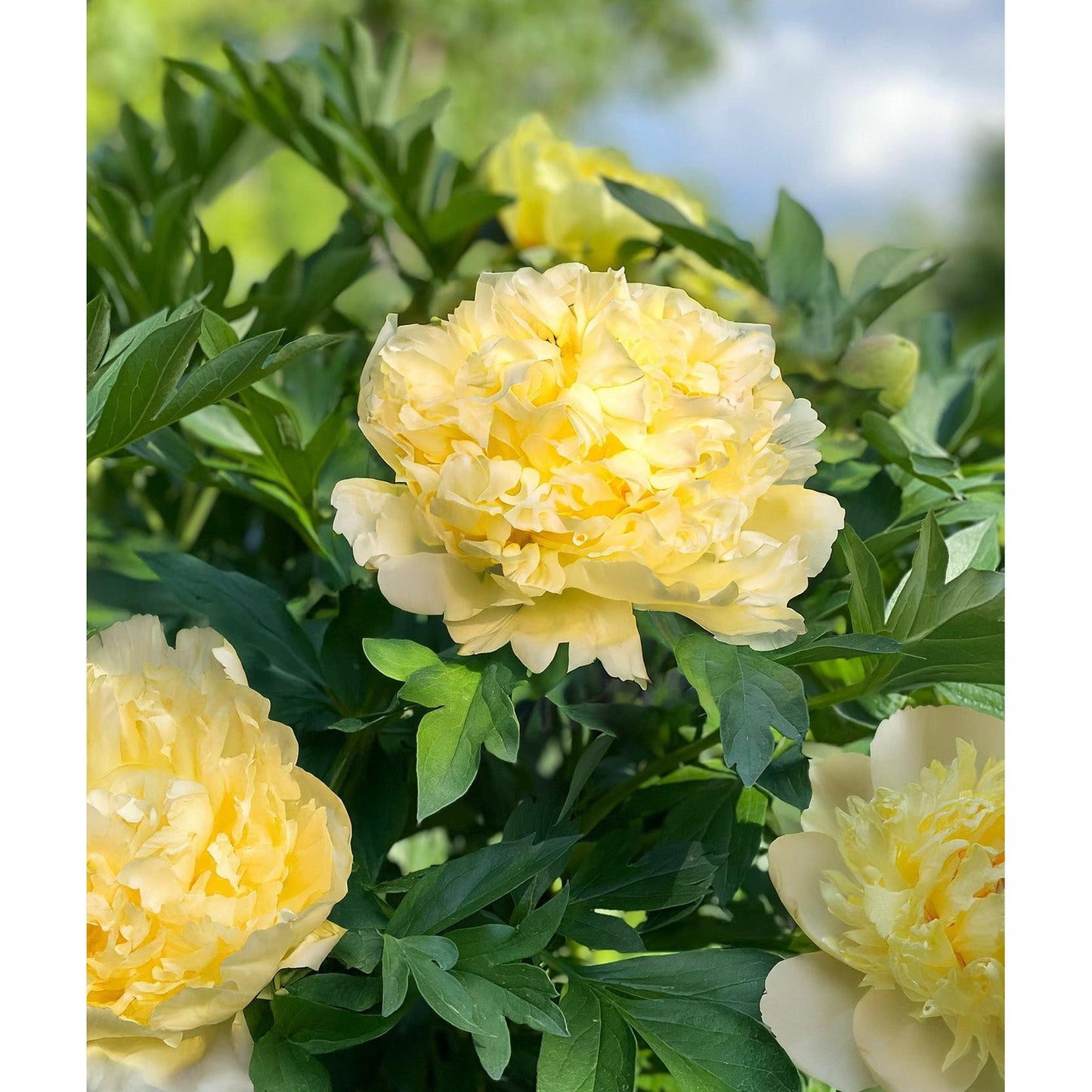 Goldilocks Peony - 1 root division