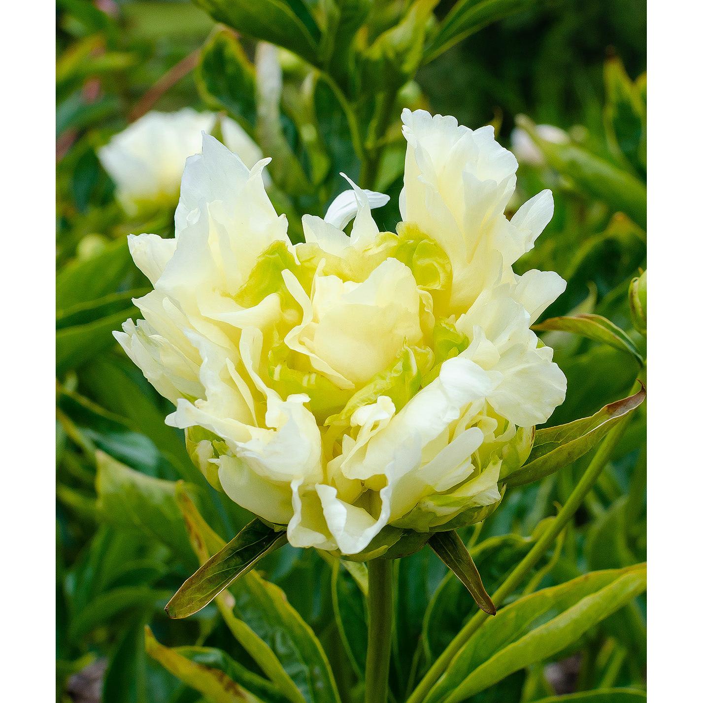 Goldmine Peony - 1 root division