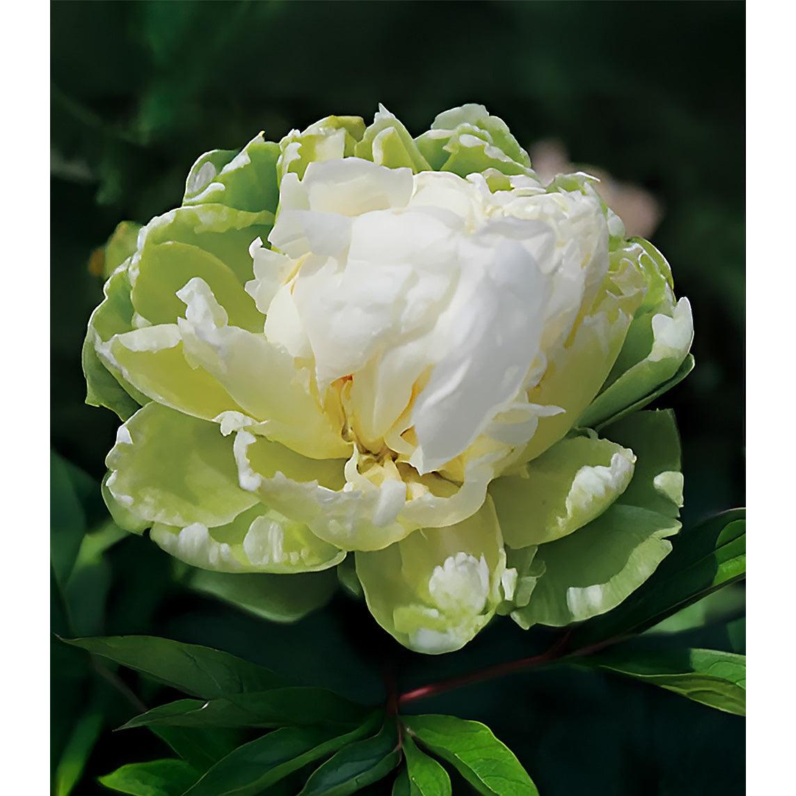 Green Halo Peony - 1 root division