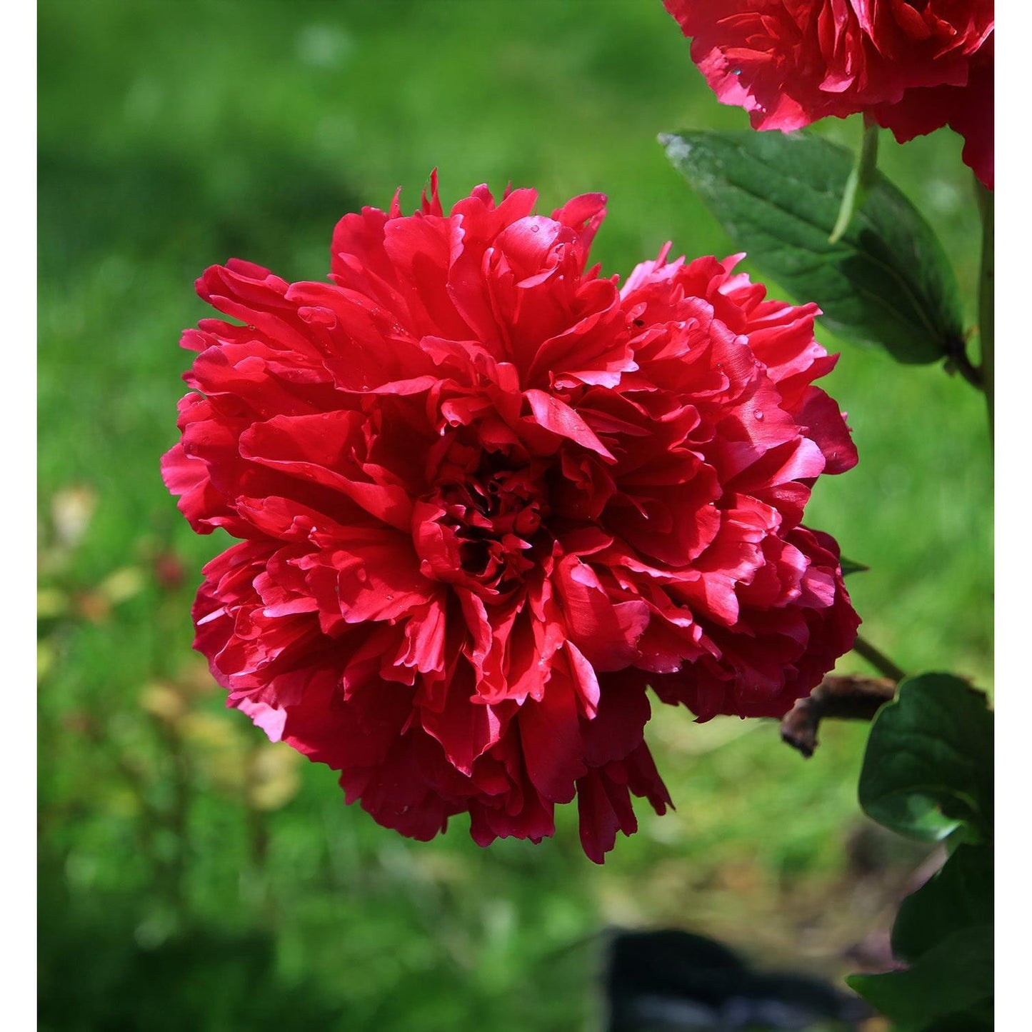 Karl Rosenfeld Peony - 1 root division