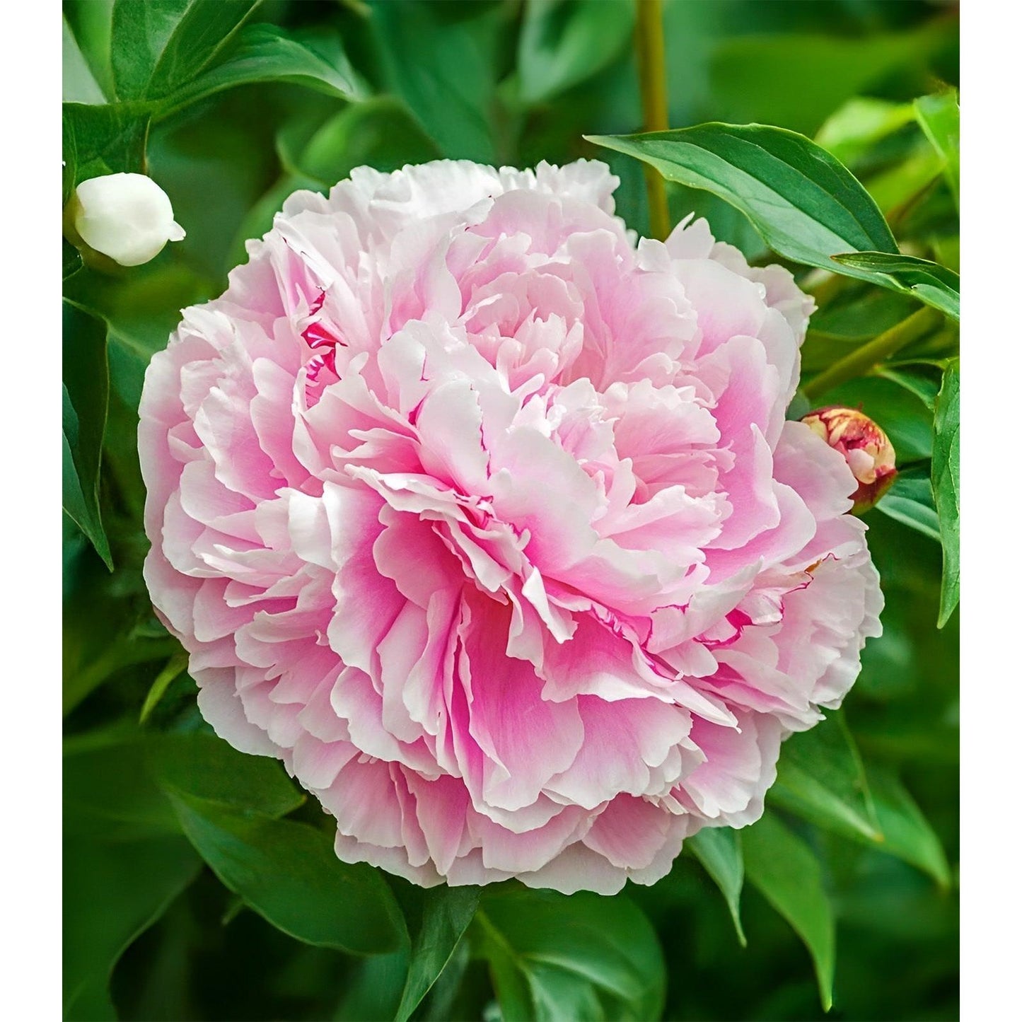 Lady Alexandra Duff Peony - 1 root division
