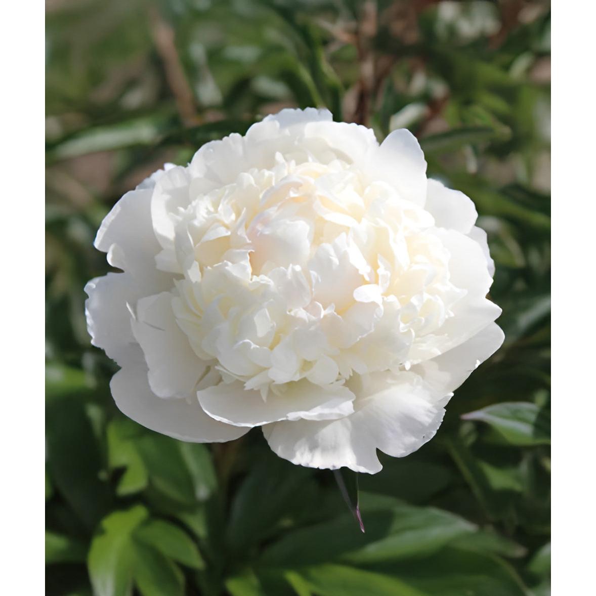 Lillian Wild Peony - 1 root division