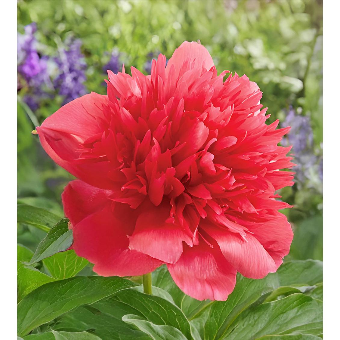 Many Happy Returns Peony - 1 root division