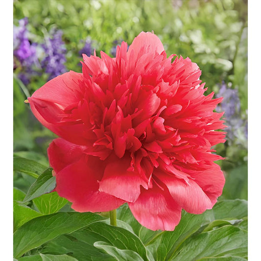 Many Happy Returns Peony - 1 root division